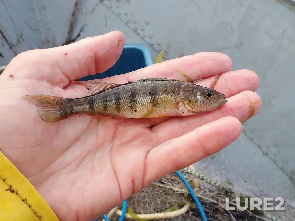 Yellow perch — Namewaminikan River, Sep 18, 2019, 7:36 AM