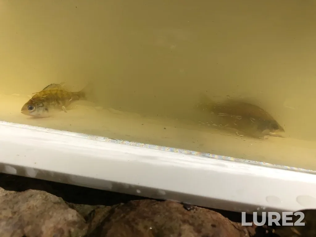 Bluegill — Lake Jojo, Sep 20, 2019, 12:31 PM