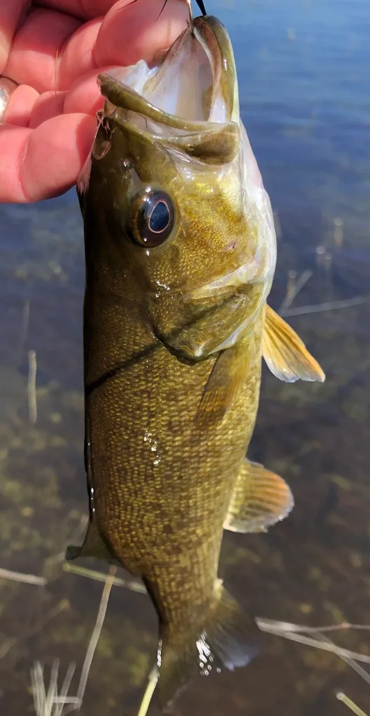 Smallmouth bass — Fancy Lake, Aug 15, 2021