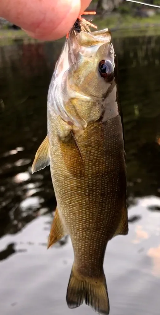 Smallmouth bass — Fancy Lake, Jul 27, 2021