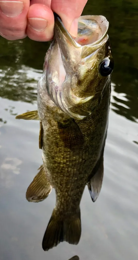 Smallmouth bass — Fancy Lake, Jul 27, 2021