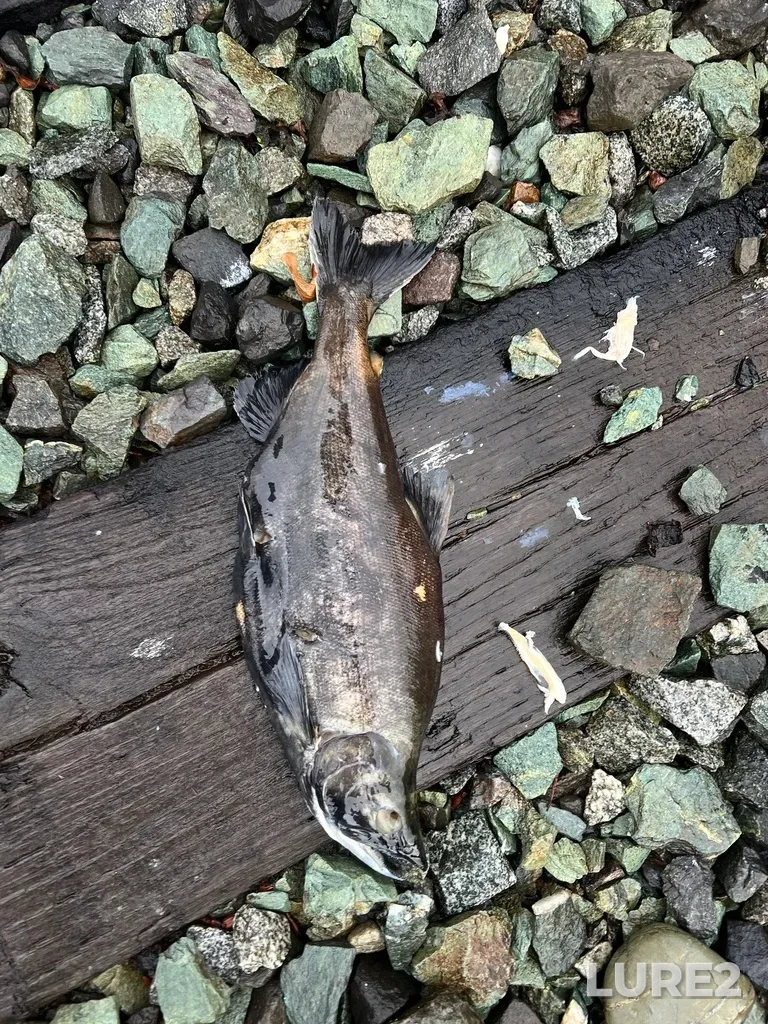 Sockeye salmon — Seton River, Dec 15, 2025, 12:18 PM
