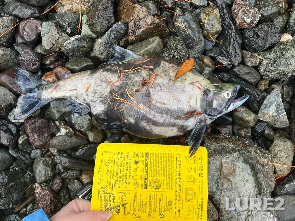 Sockeye salmon — Seton River, Dec 15, 2025, 11:54 AM