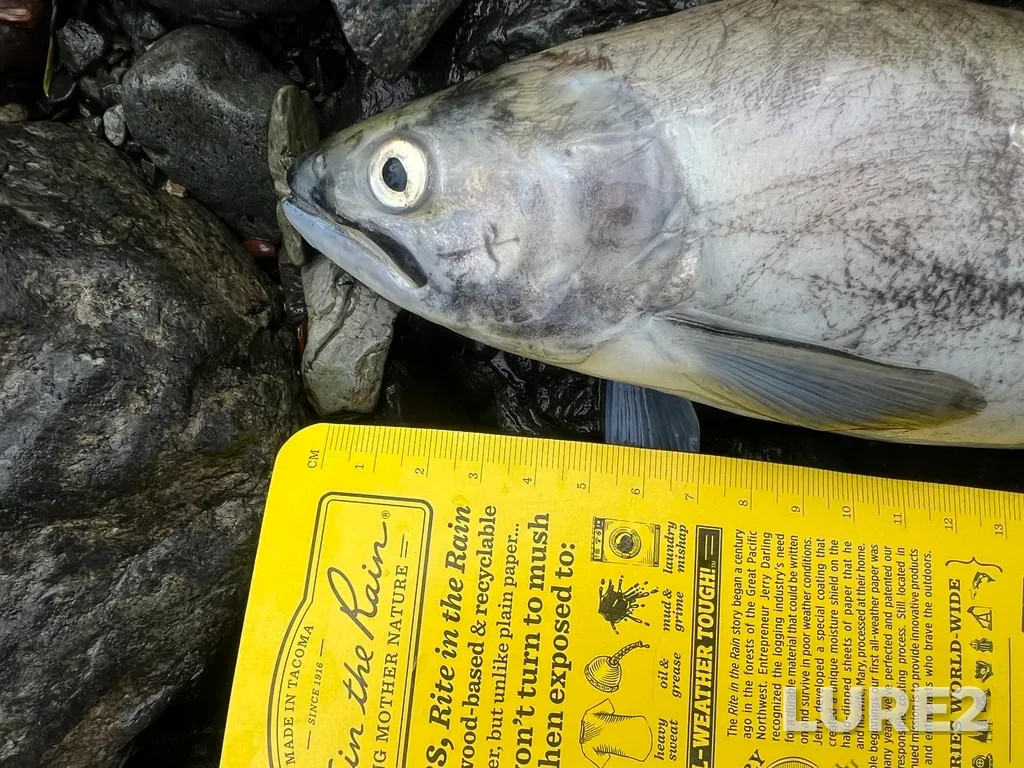 Sockeye salmon — Seton River, Dec 15, 2025, 11:50 AM