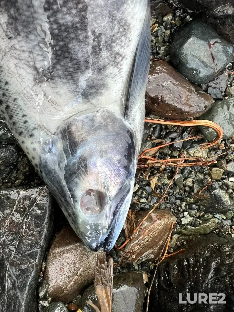 Sockeye salmon — Seton River, Dec 15, 2025, 11:52 AM