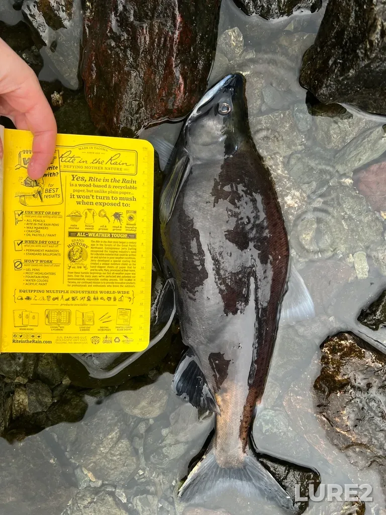 Sockeye salmon — Seton River, Dec 15, 2025, 10:33 AM