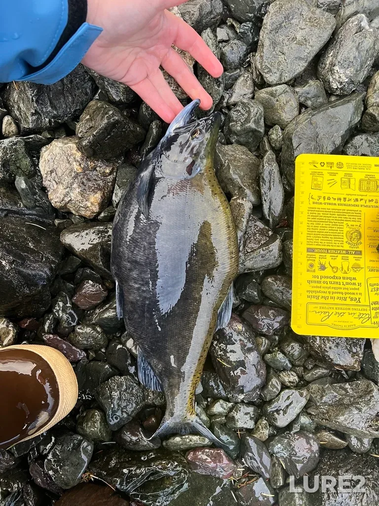 Sockeye salmon — Seton River, Dec 15, 2025, 10:08 AM