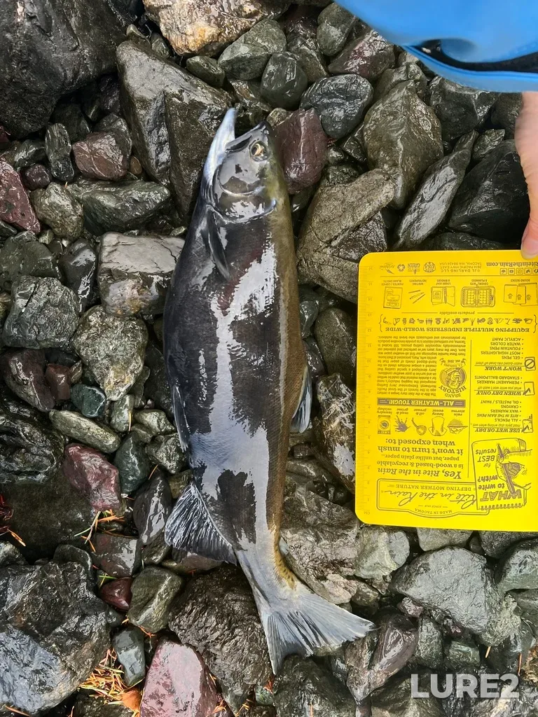 Sockeye salmon — Seton River, Dec 15, 2025, 10:06 AM