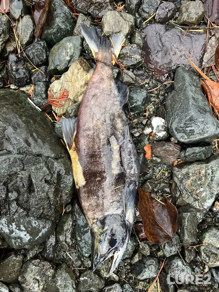 Sockeye salmon — Seton River, Dec 15, 2025, 10:32 AM