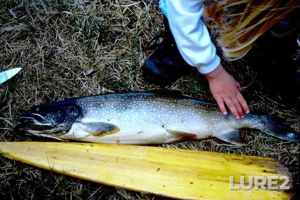 Lake trout — Pickerel Lake, May 18, 1997, 12:11 AM
