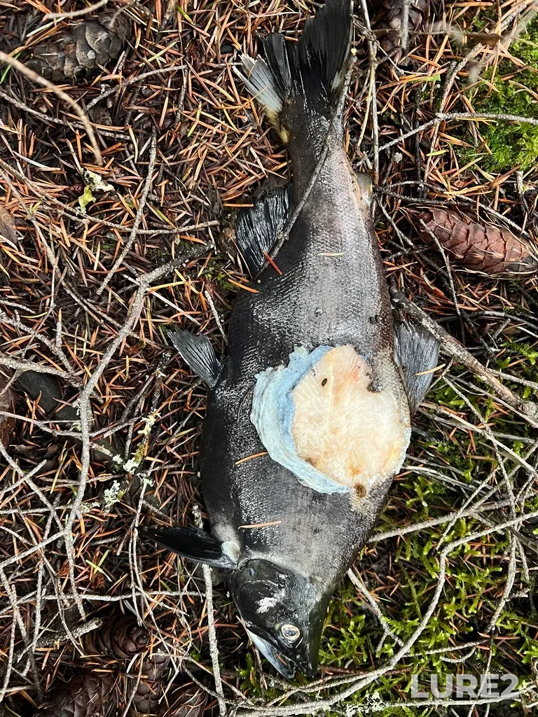 Sockeye salmon — Anderson Lake, Dec 17, 2025, 11:59 AM