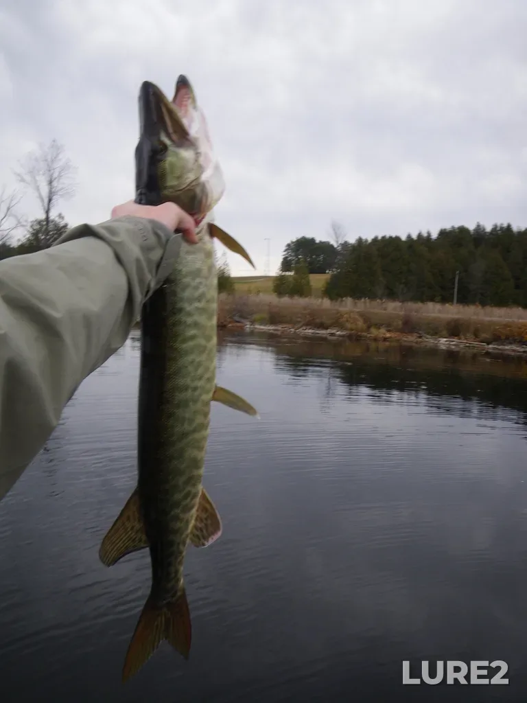 Muskellunge — Otonabee River, Nov 09, 2011, 1:04 PM