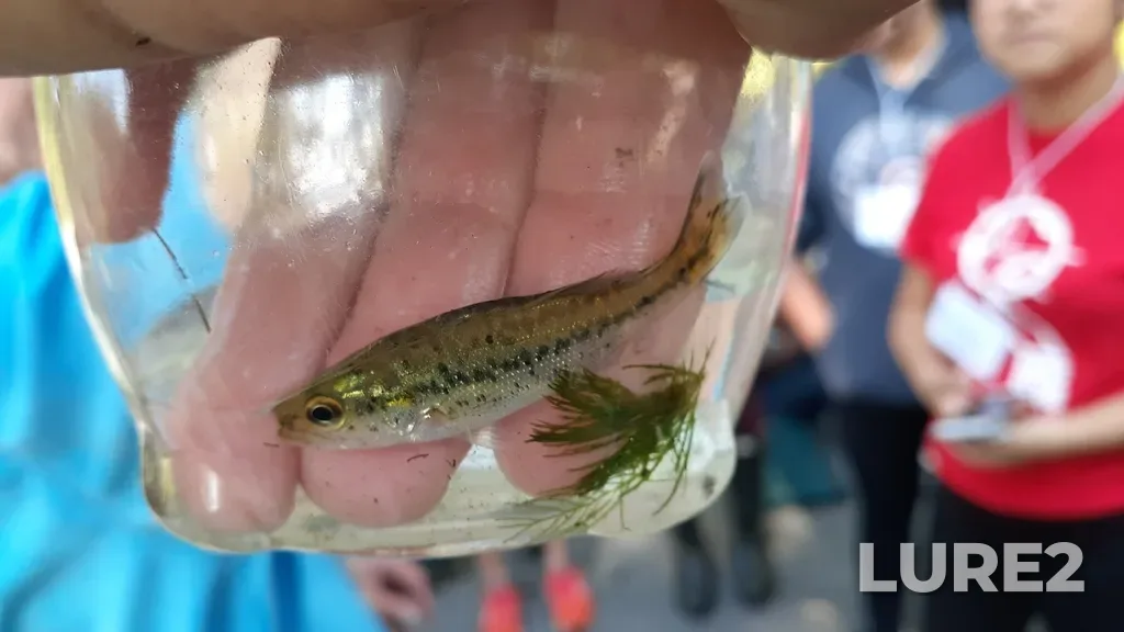Largemouth bass — Lake Couchiching, Sep 21, 2019, 12:17 PM