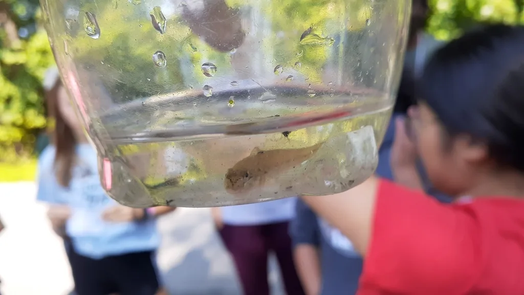 Round goby — Quarry Point Bay (Private Camp Wahanowin), Sep 21, 2019