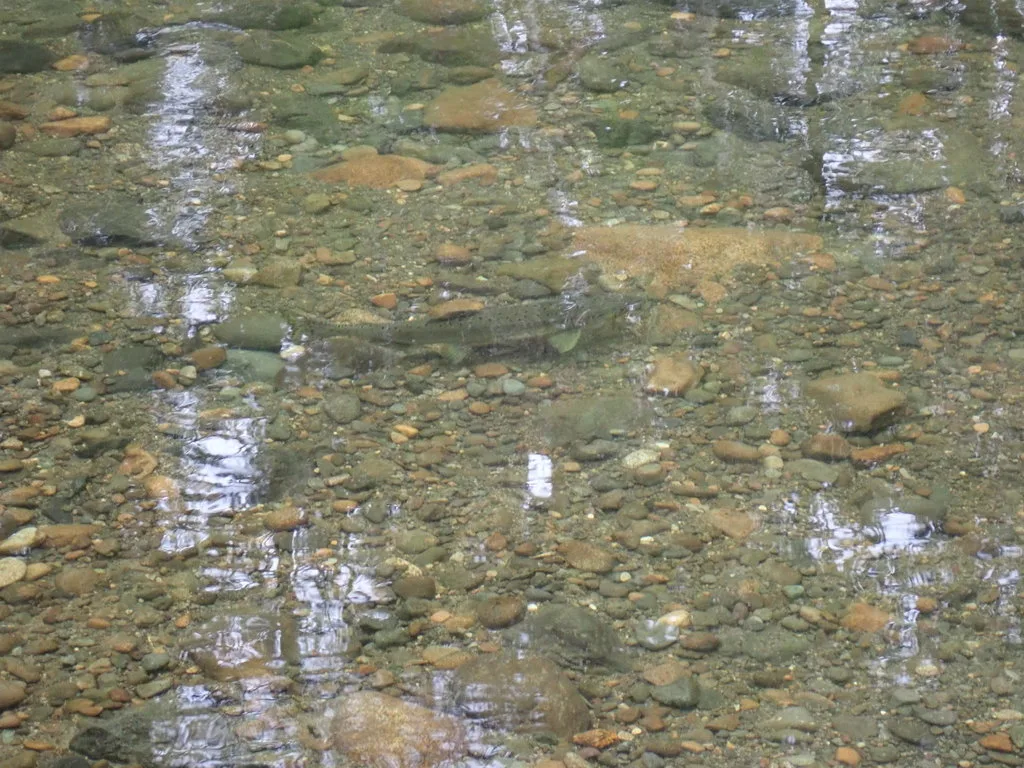 Pink salmon — Tsolum River, Sep 21, 2019