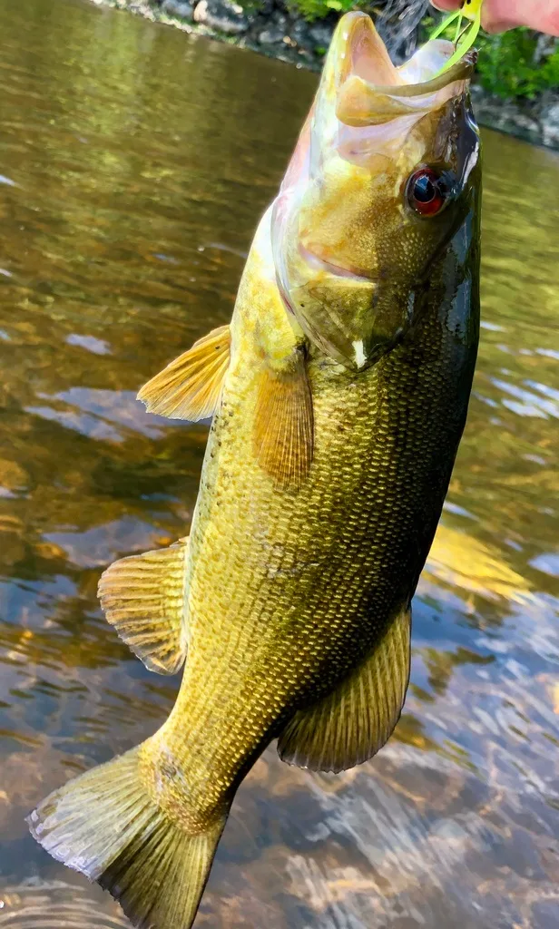 Smallmouth bass — Fancy Lake, Jun 6, 2021