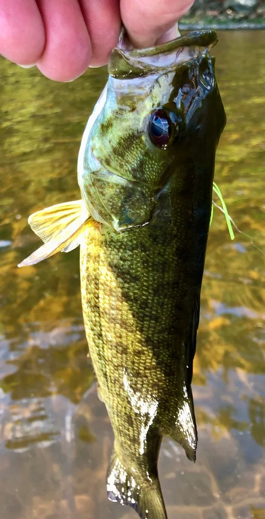Smallmouth bass — Fancy Lake, Jun 6, 2021