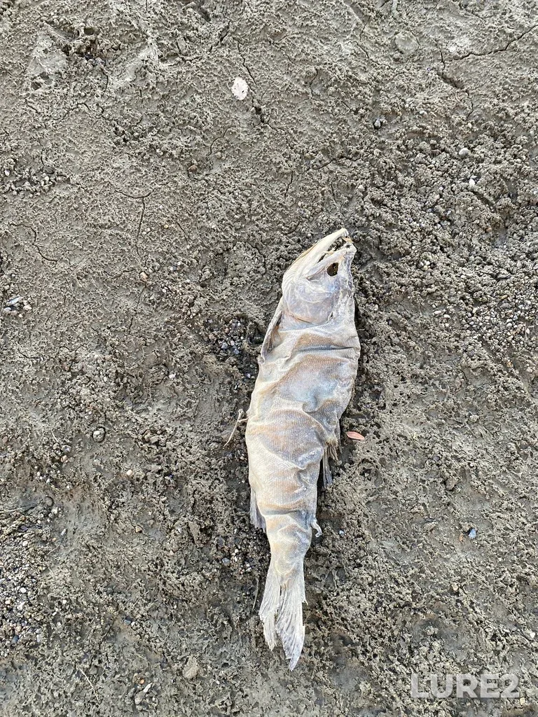 Pink salmon — North Thompson River, Dec 20, 2025, 3:16 PM