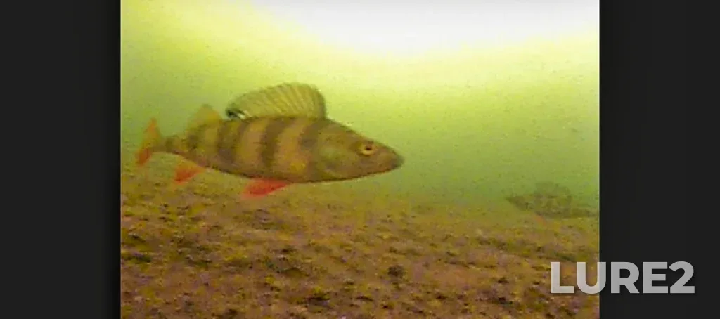 Perch — Serebry, Dec 27, 2025, 12:30 PM