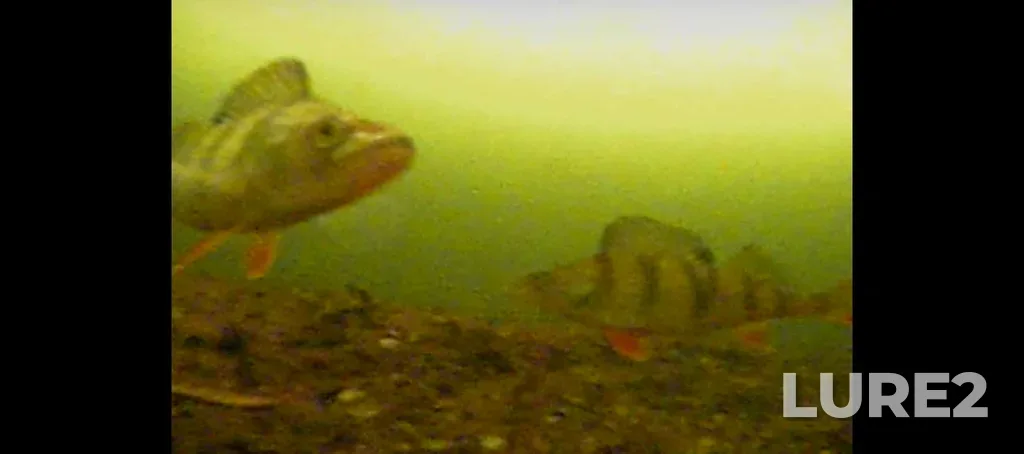 Perch — Argazinskoye, Dec 28, 2025, 10:13 PM
