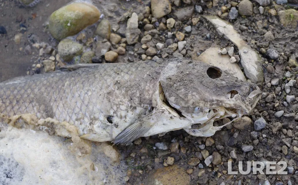Carp — Guelph Lake, Oct 12, 2025, 12:24 PM