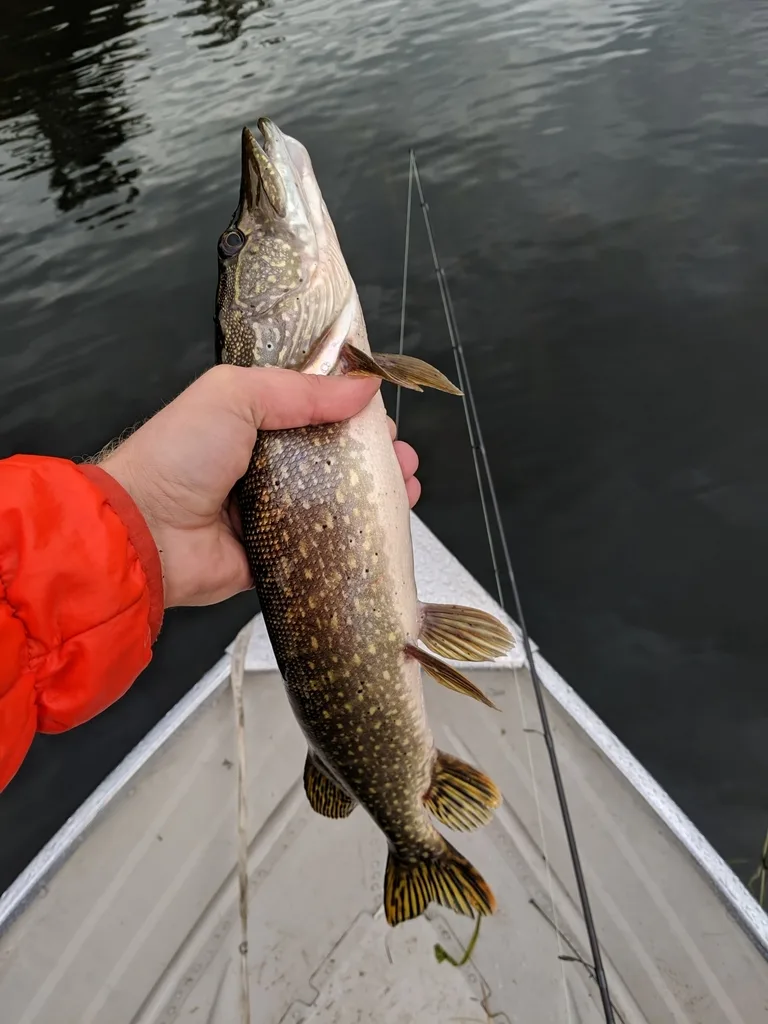 Pike — Sparrow Lake, Sep 26, 2019