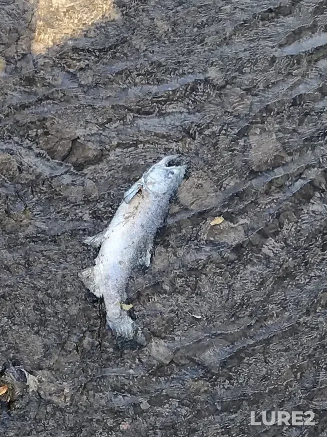 Chinook salmon — Credit River, Sep 25, 2019, 1:33 PM
