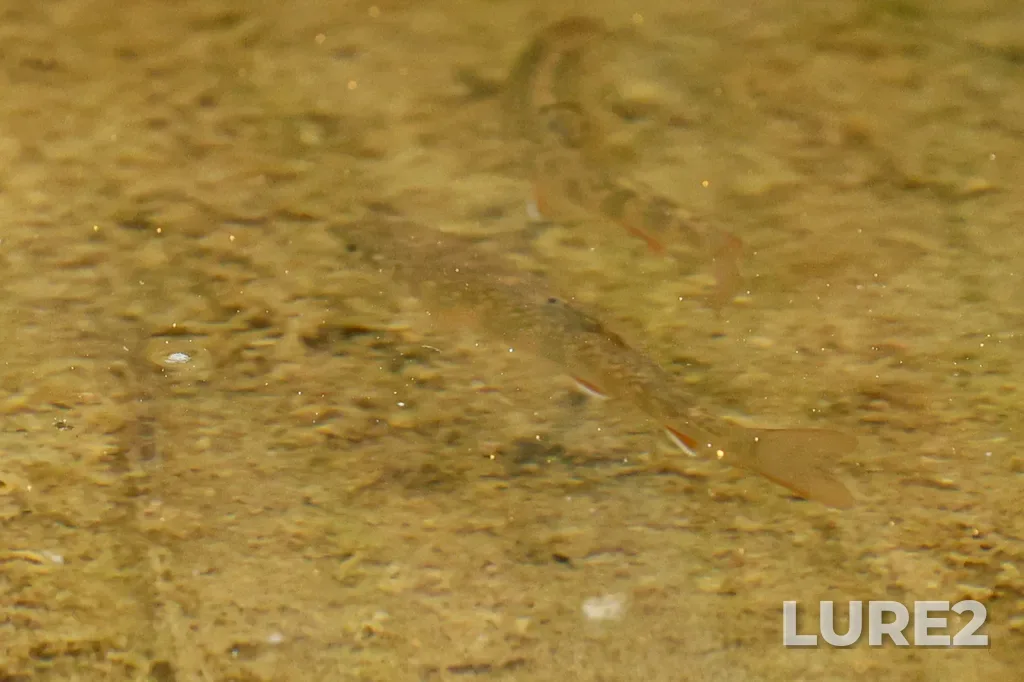 Brook trout — Cataract Brook, Sep 07, 2025, 2:46 PM