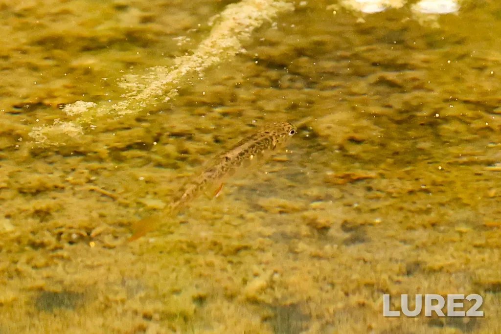 Brook trout — Cataract Brook, Sep 07, 2025, 2:47 PM