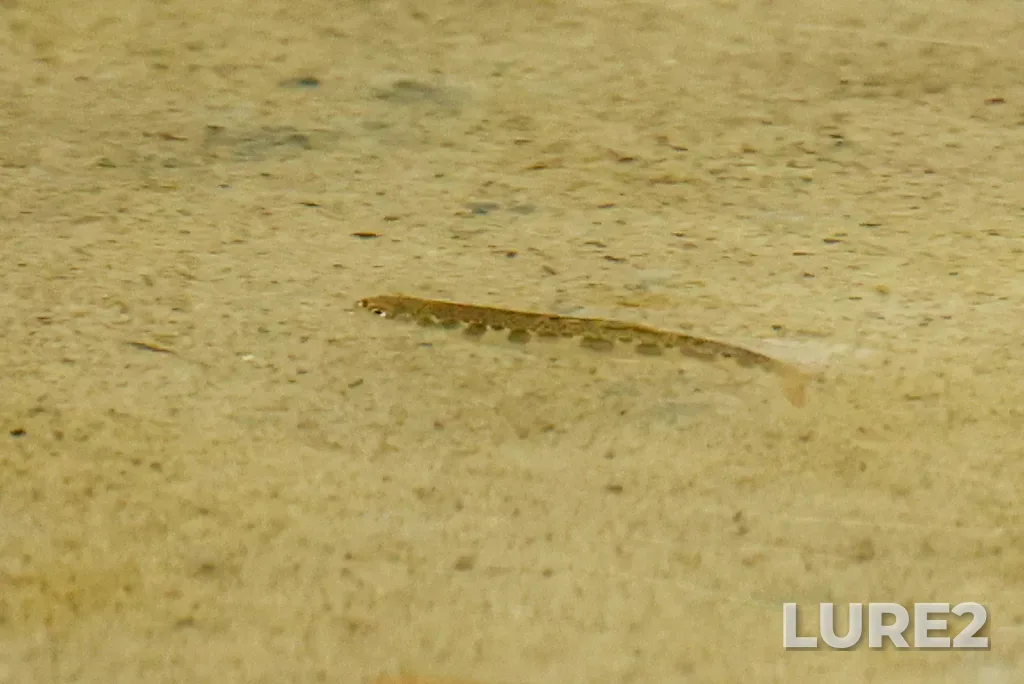 Brook trout — Cataract Brook, Sep 07, 2025, 2:51 PM