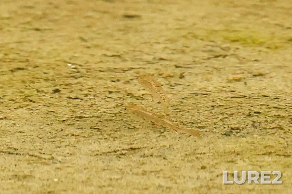 Brook trout — Cataract Brook, Sep 07, 2025, 2:52 PM