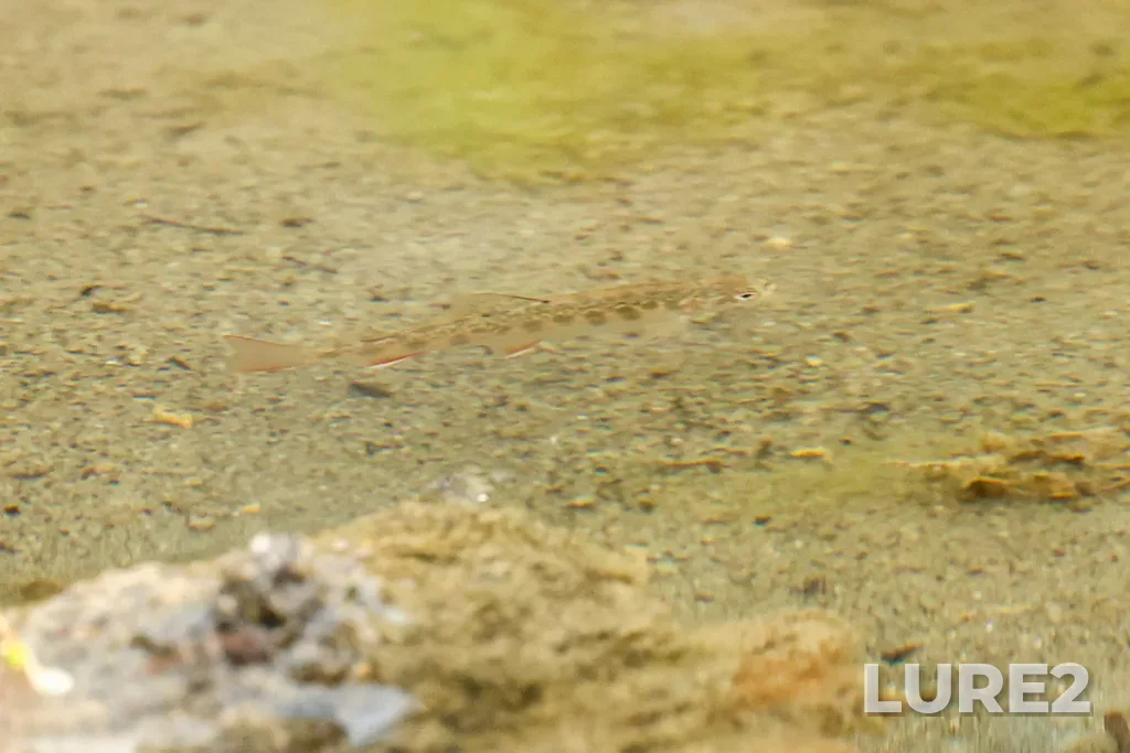 Brook trout — Cataract Brook, Sep 07, 2025, 2:53 PM