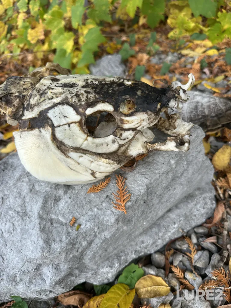 Carp — East Lake, Oct 19, 2025, 1:58 PM