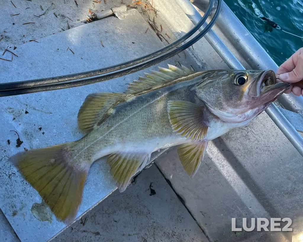 Rockfish — Strait of Juan de Fuca, Jan 18, 2026