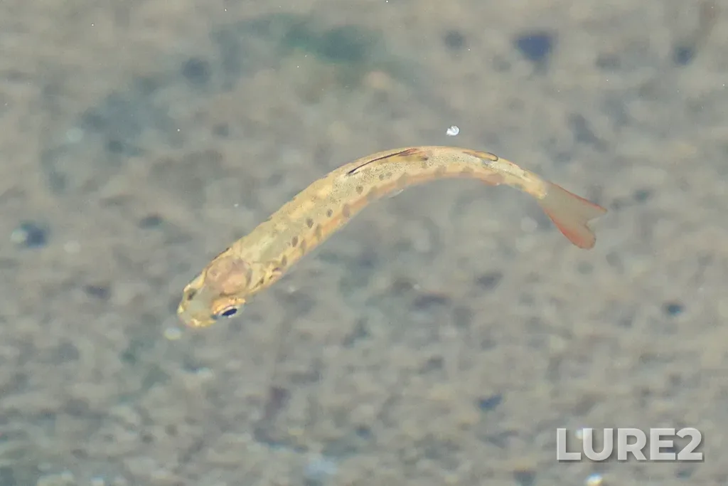 Rainbow trout — Moose lake, Sep 12, 2025, 11:38 AM