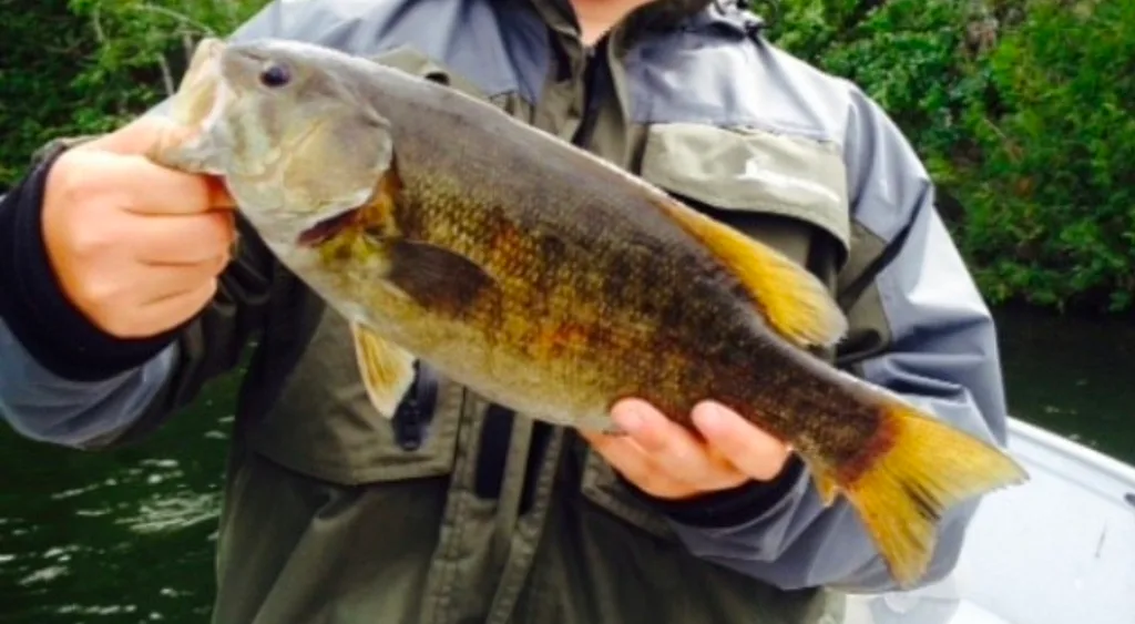 Smallmouth bass — Shoal Lake, Jul 1, 2014