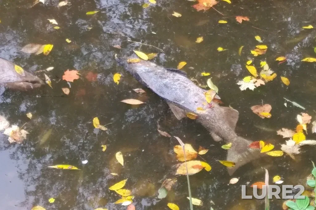 Chinook salmon — Bronte Creek, Sep 30, 2019, 8:54 AM