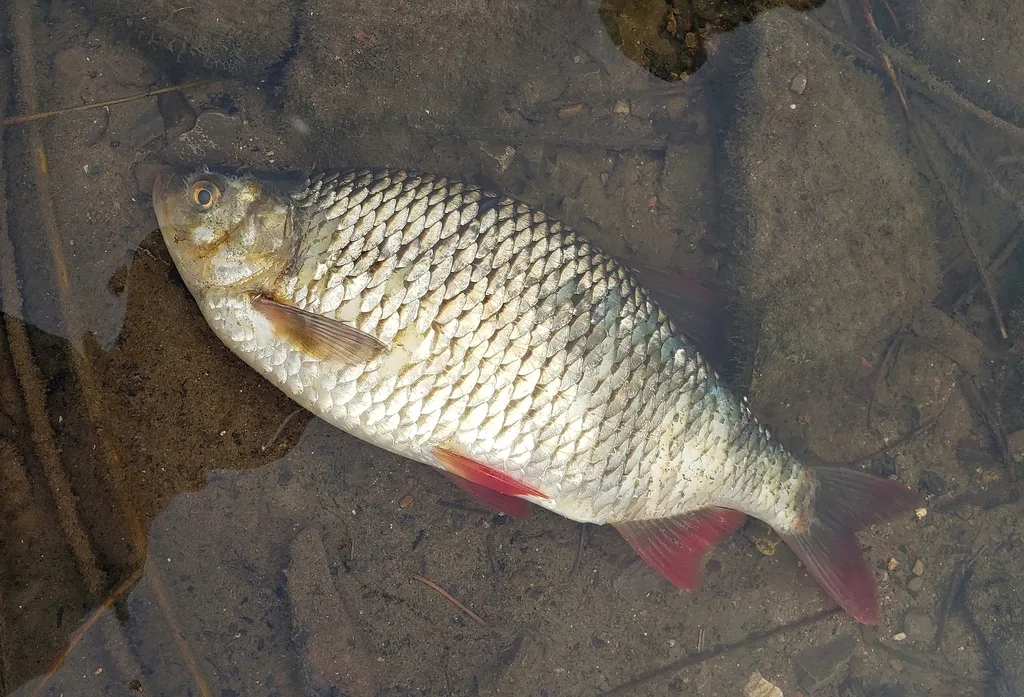 Rudd — Lake Jojo, Feb 6, 2026
