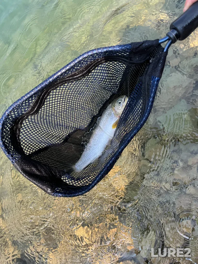 Cutthroat trout — Chester Lake, Aug 17, 2023, 12:54 PM