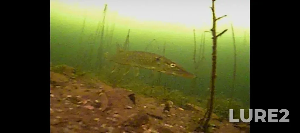 Pike — Argazinskoye, Feb 10, 3:56 PM