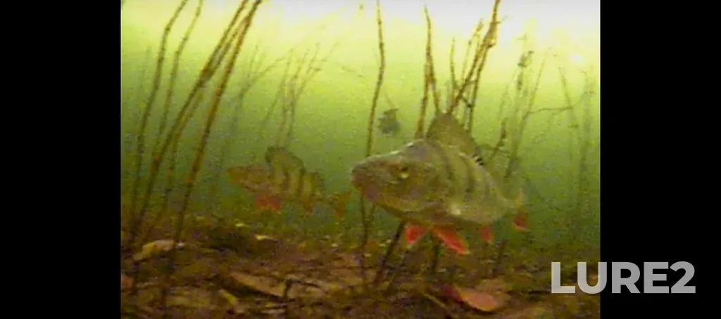 Perch — Argazinskoye, Feb 10, 4:05 PM