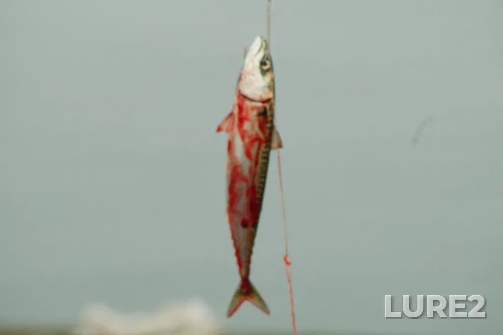 Atlantic mackerel — Anse de Sainte-Anne-des-Monts, Aug 18, 2024, 6:22 AM