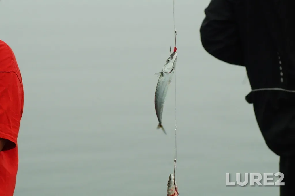 Atlantic mackerel — Anse de Sainte-Anne-des-Monts, Aug 18, 2024, 6:22 AM