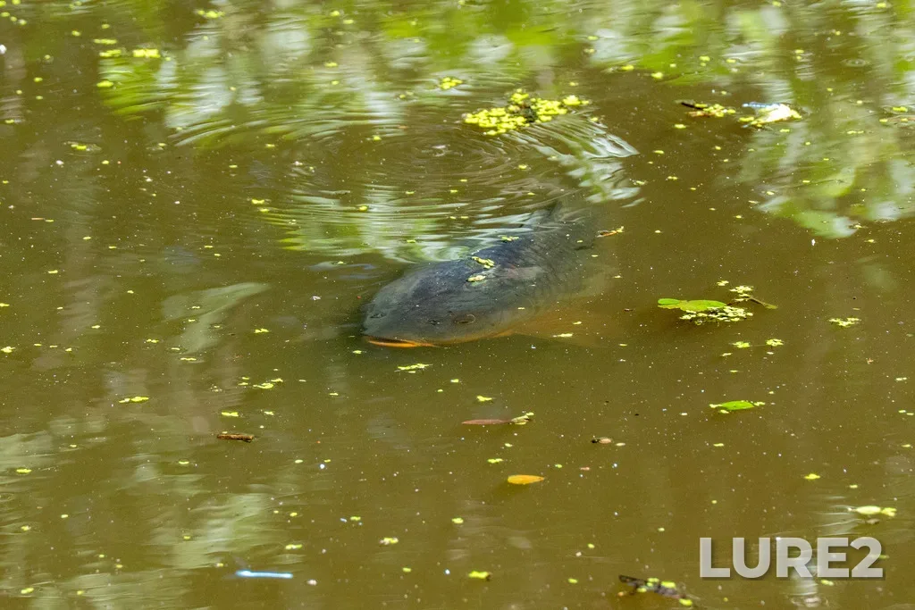 Carp — Don River, Jun 28, 2025, 10:49 AM