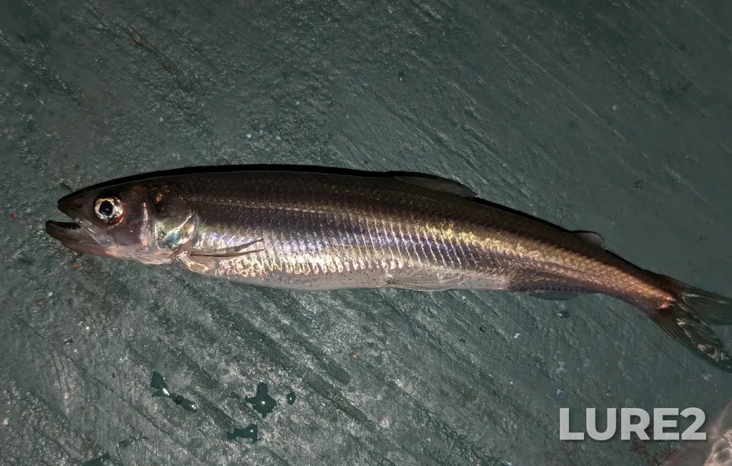 Rainbow smelt — Lake Simcoe, Feb 25, 2:11 PM
