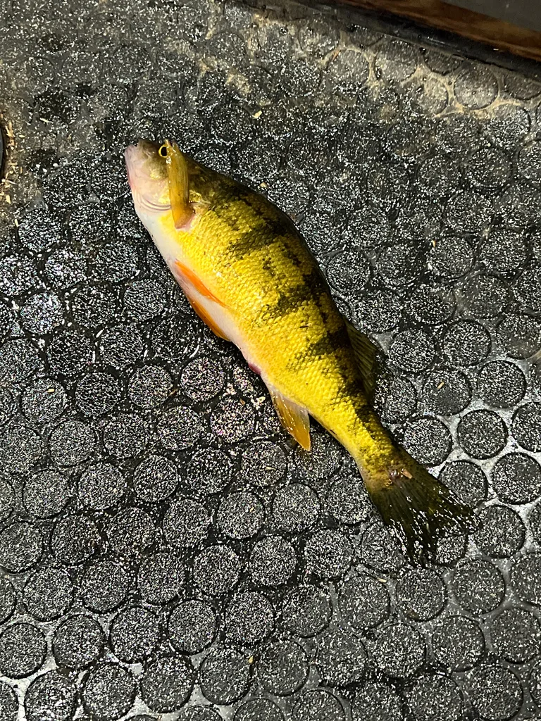 Yellow perch — South Saskatchewan River, Feb 10, 2026
