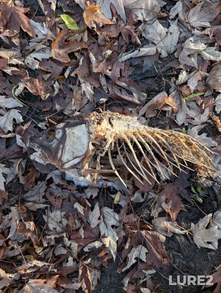 Carp — Rivière des Mille Îles, Nov 16, 2025, 3:34 PM