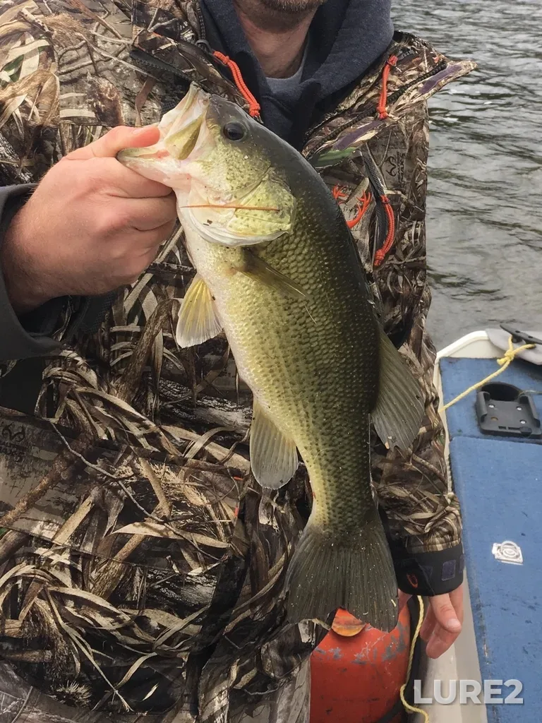 Largemouth bass — Canonto Lake, Oct 06, 2019, 1:57 PM