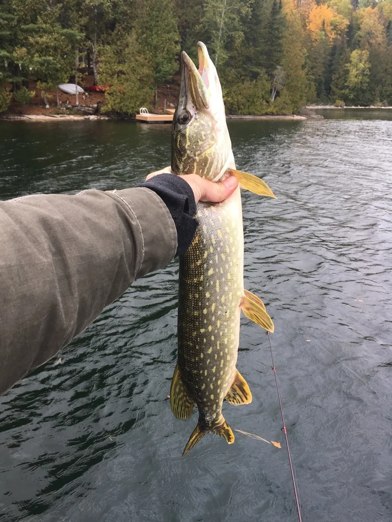 Pike — Canonto Lake, Oct 6, 2019