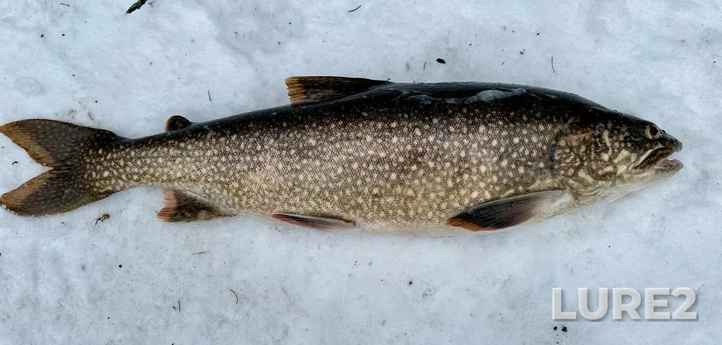 Lake trout — Mississagi River, Mar 03, 5:22 PM